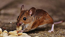 24 Hour & Emergency Exterminators in Toledo, WA